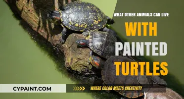 Painted Turtle Tank Mates: Compatible Aquatic and Semi-Aquatic Companions