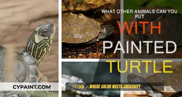 Housing Painted Turtles: Compatible Tank Mates