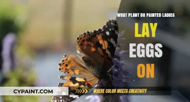 Painted Lady Butterflies: Preferred Plants for Egg-Laying and Survival