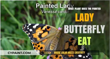 Painted Lady Butterfly's Favorite Food: Discover Their Preferred Host Plants