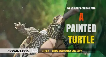 A Guide to Safe and Nutritious Plants for Painted Turtles