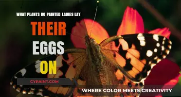 Painted Ladies' Favorite Plants for Egg-Laying