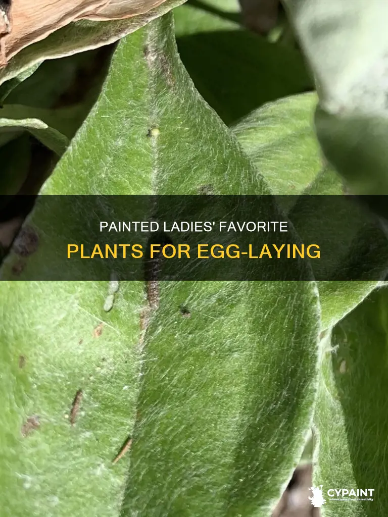 what plants do painted ladies lay their eggs on