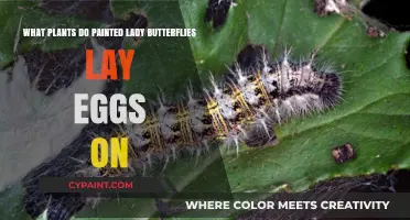 Where Do Painted Ladies Lay Their Eggs?