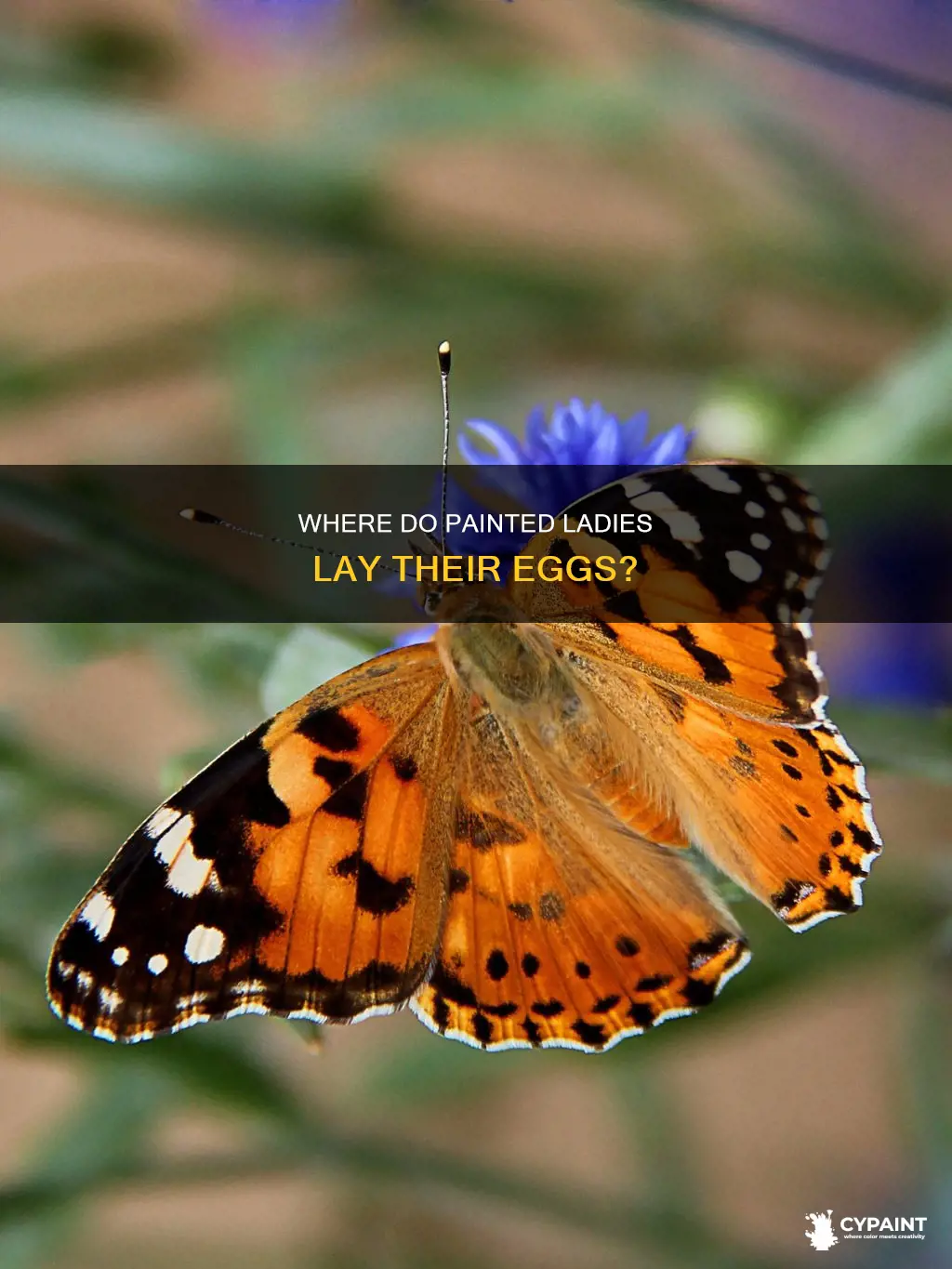 what plants do painted lady butterflies lay eggs on