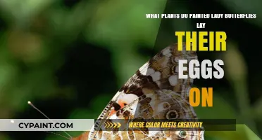 Host Plants for Painted Lady Butterflies: A Guide to Egg-Laying Sites