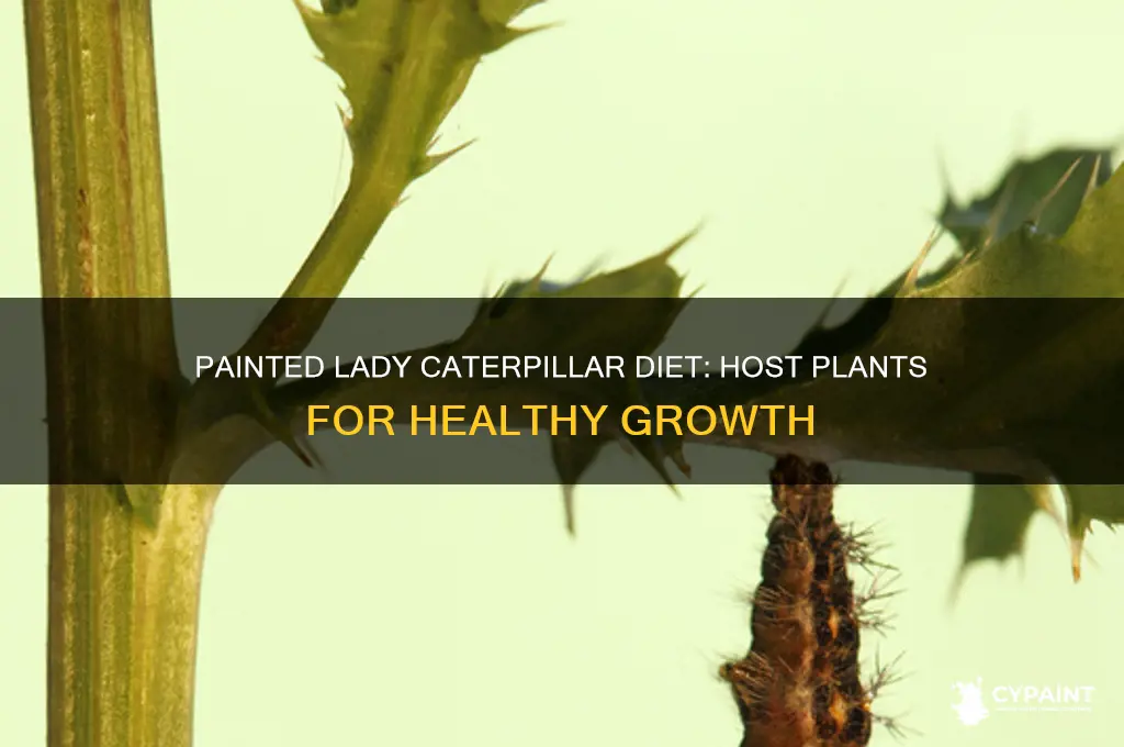 what plants do painted lady caterpillars eat