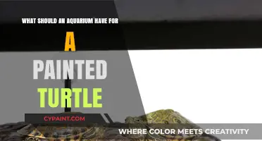 A Painted Turtle's Aquarium: What's Needed for a Happy Home