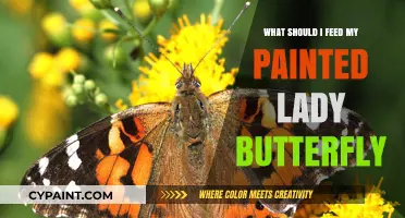 Nourishing Your Painted Lady Butterfly: Essential Feeding Tips and Foods