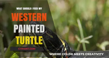 Nutritious Diet Tips for Your Western Painted Turtle's Health