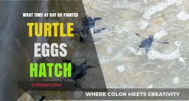 When Do Painted Turtle Eggs Hatch?