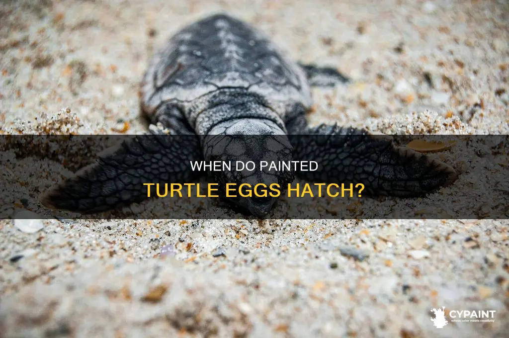 what time of day do painted turtle eggs hatch