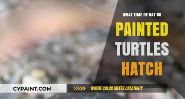 When Do Painted Turtles Hatch? Uncovering the Ideal Time of Day