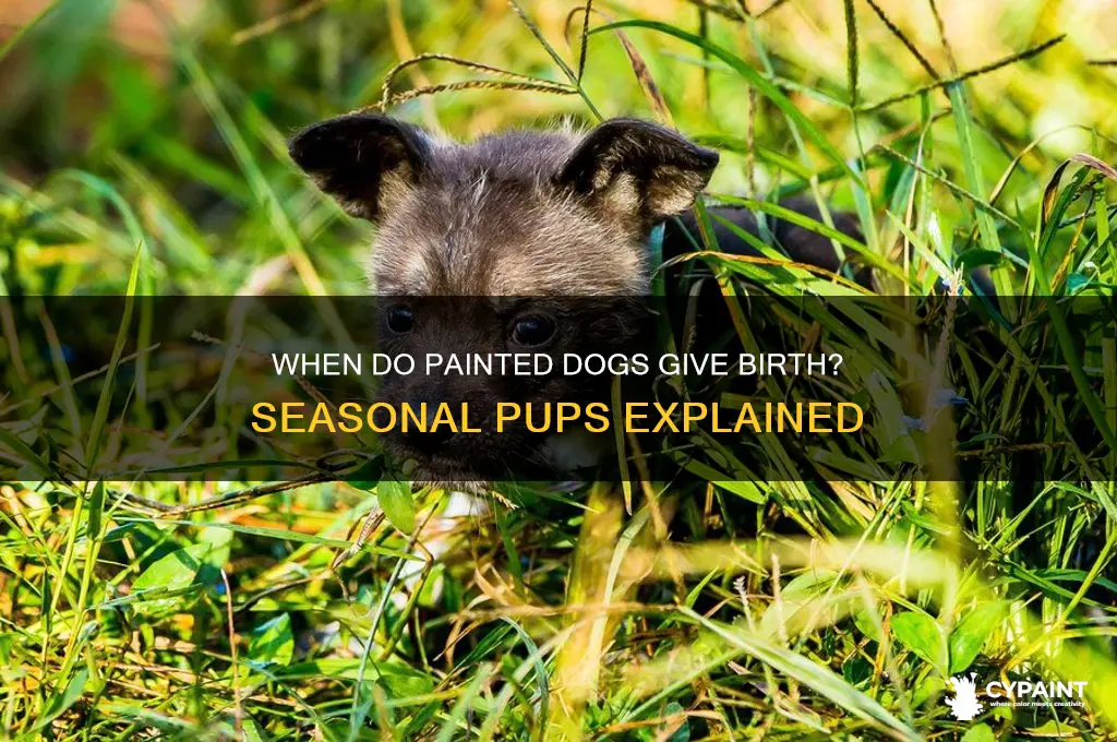 what time of year are painted dogs born
