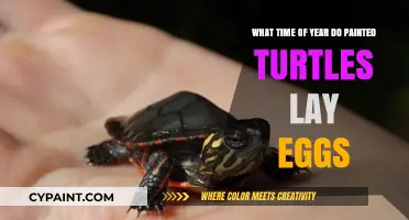 When Do Painted Turtles Lay Their Eggs?