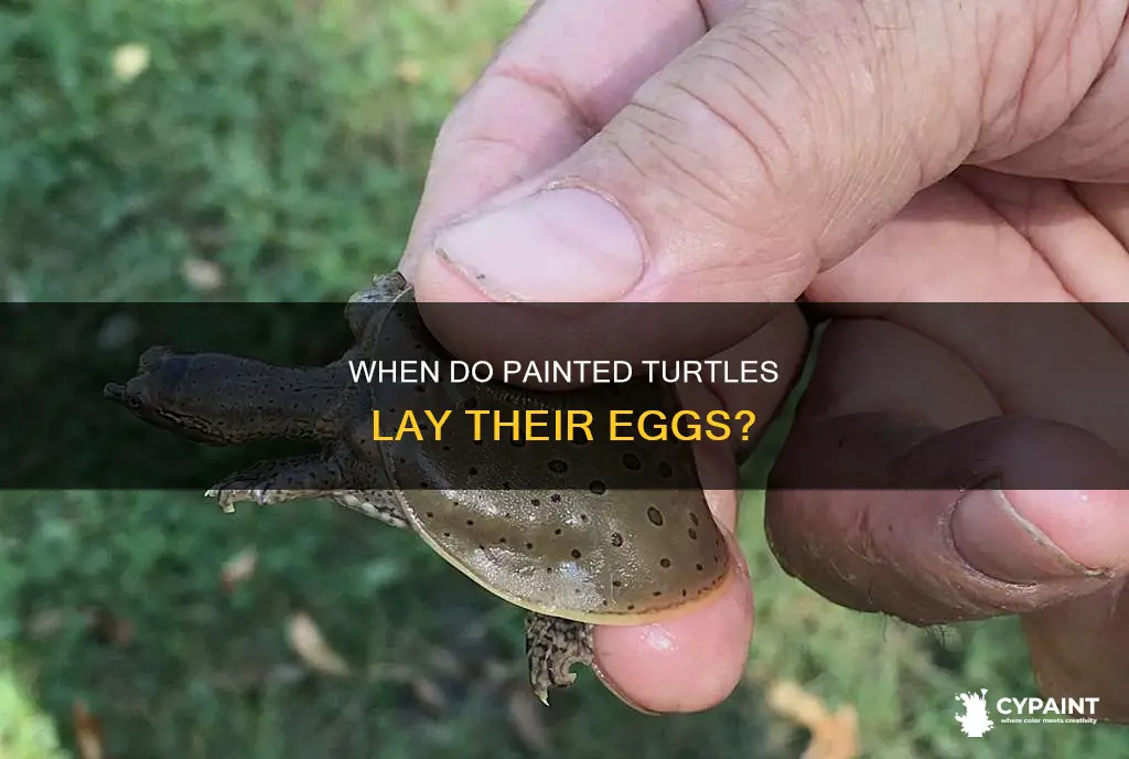 what time of year do painted turtles lay eggs