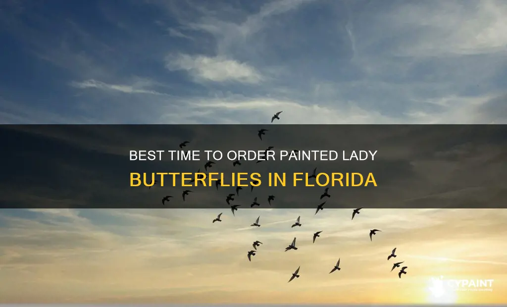 what time of year order painted lady butterfly florida