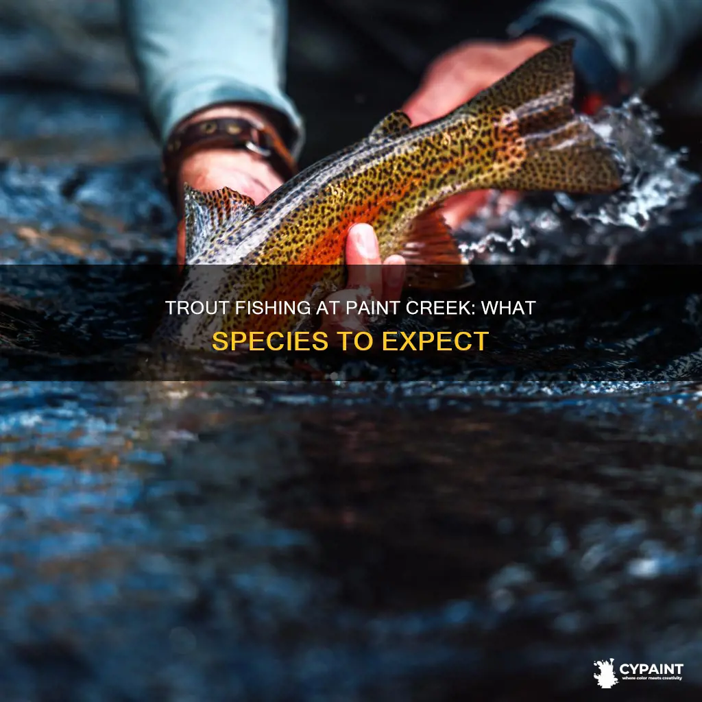 what tipe of trout are in the paint creek