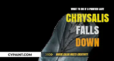 Reviving a Fallen Painted Lady Chrysalis: A Step-by-Step Guide