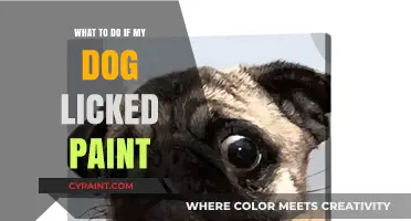 Dog Licked Paint? Quick Steps to Ensure Your Pet's Safety