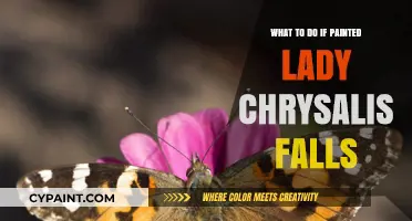 Painted Lady Chrysalis Falls: Quick Steps to Rescue and Care