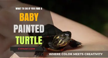 Tiny Turtle Found: A Guide to Caring for a Baby Painted Turtle