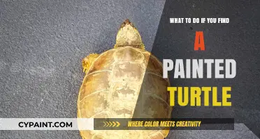 Finding Painted Turtles: What to Do and How to Help