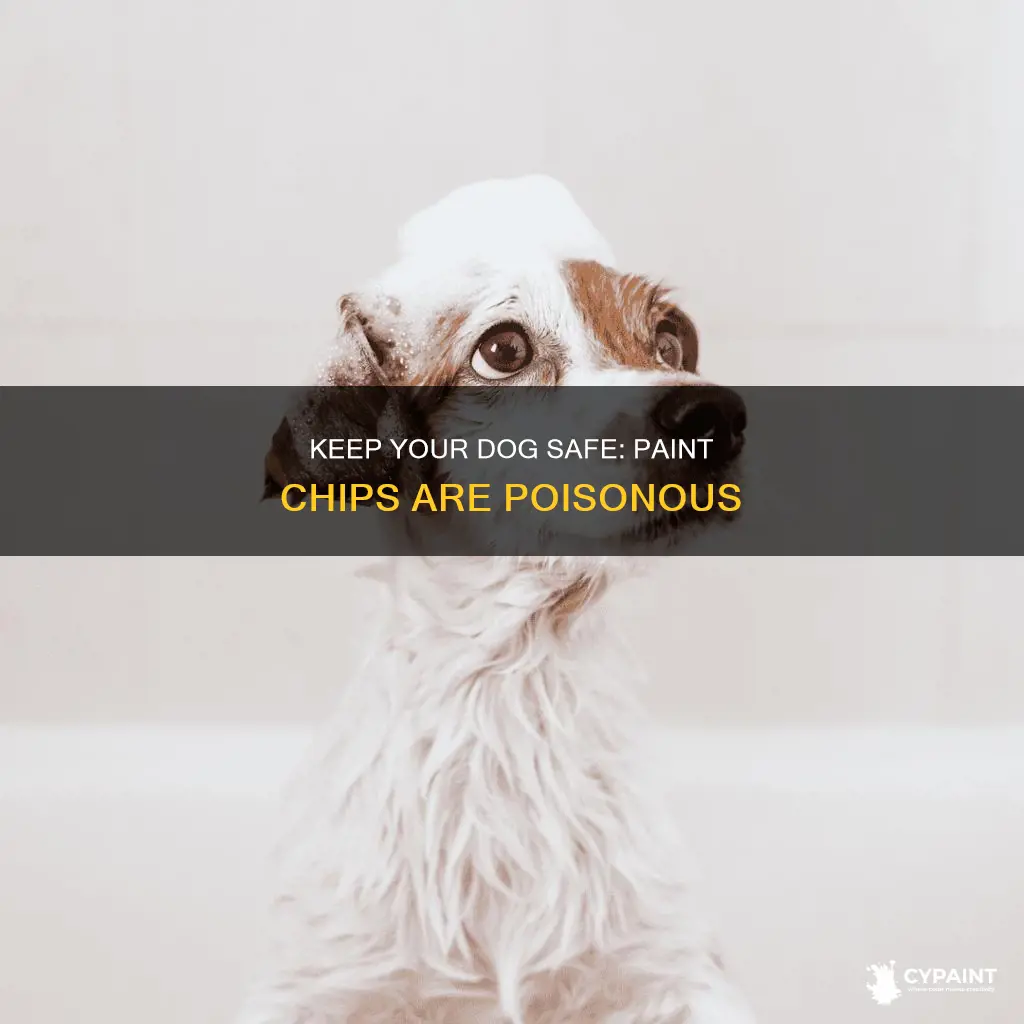 what to do if your dog eats paint chips