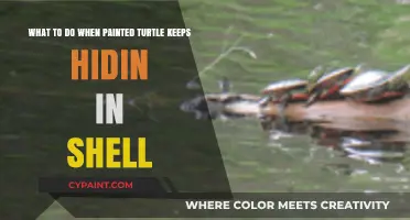 Unveiling the Shy Painter: Encouraging Your Turtle to Explore Beyond Its Shell