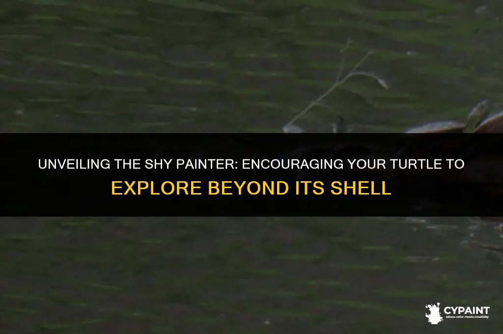 what to do when painted turtle keeps hidin in shell