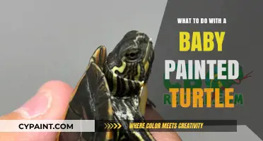 Caring for Your Baby Painted Turtle: Essential Tips and Guidelines