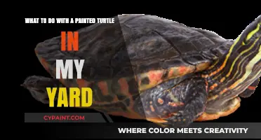 Unexpected Visitor: A Guide to Safely Handling Painted Turtles in Your Yard