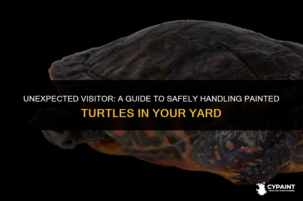 what to do with a painted turtle in my yard