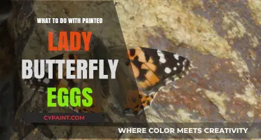 Caring for Painted Lady Butterfly Eggs: Essential Tips and Steps