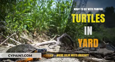 Caring for Painted Turtles: Tips for Your Backyard Habitat