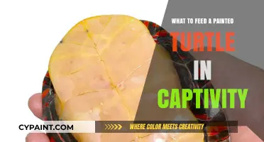 Optimal Diet for Captive Painted Turtles: Nutrition and Feeding Tips
