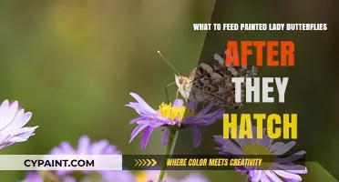Feeding Newly Hatched Painted Lady Butterflies: A Guide