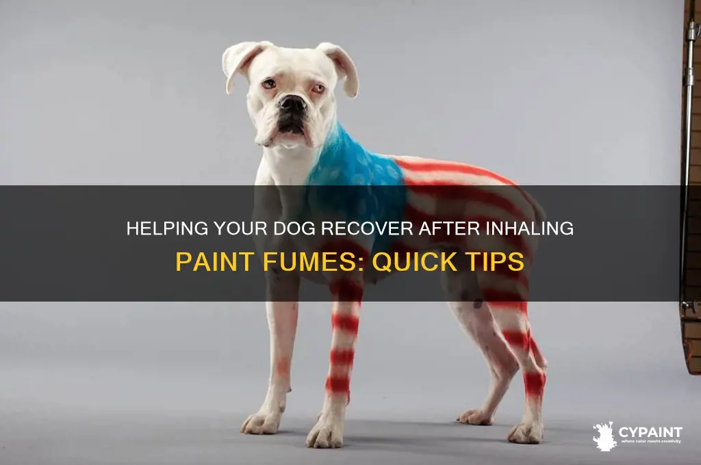 what to give dog that smelled paint fumes