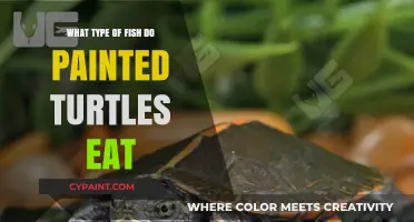 Painted Turtles' Diet: Exploring Their Favorite Fish and Aquatic Prey