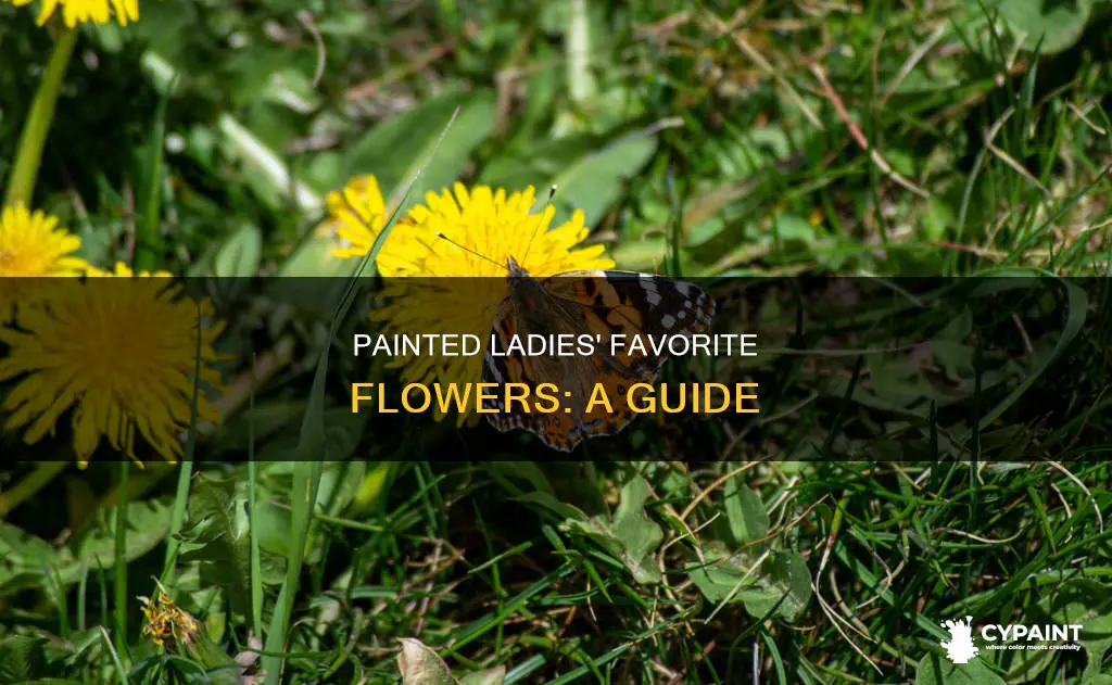 what type of flowers do painted lady butterflies prefer