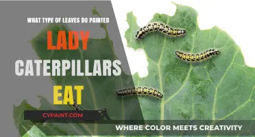 Painted Lady Caterpillars: What Leaves Do They Eat?