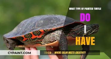 Identifying Your Painted Turtle: A Guide to Species and Variations