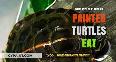 Painted Turtles' Diet: Aquatic Plants They Love to Munch On