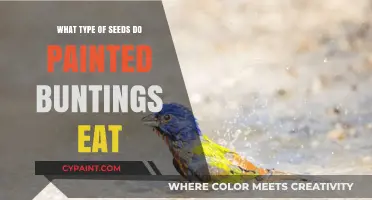 What Seeds Do Painted Buntings Eat? A Complete Guide