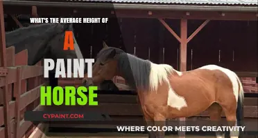 Paint Horses: Understanding Their Average Height