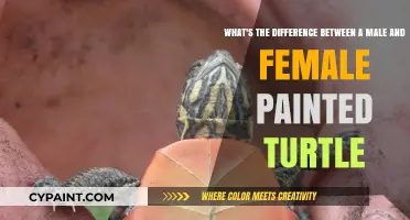 Shell Shocking Secrets: Unveiling the Mysteries of Male vs. Female Painted Turtles