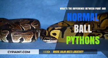 Exploring the Unique Traits: Paint vs Normal Ball Pythons