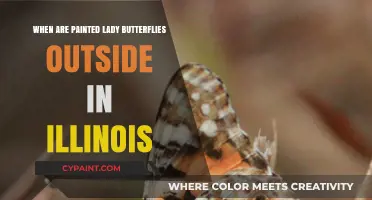 Painted Lady Butterflies in Illinois: Seasonal Sightings and Outdoor Presence