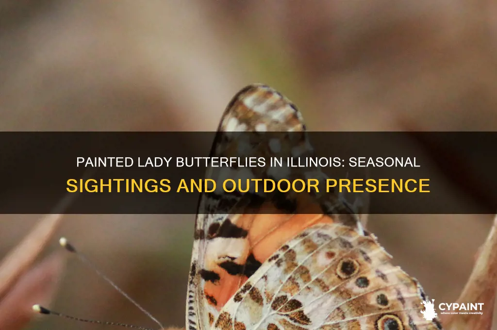 when are painted lady butterflies outside in illinois