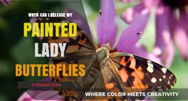 Ideal Time to Release Painted Lady Butterflies: A Comprehensive Guide